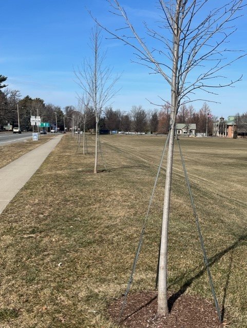 Why That Row Of Trees On Ferry Road Was Cut Down EastBayRI News